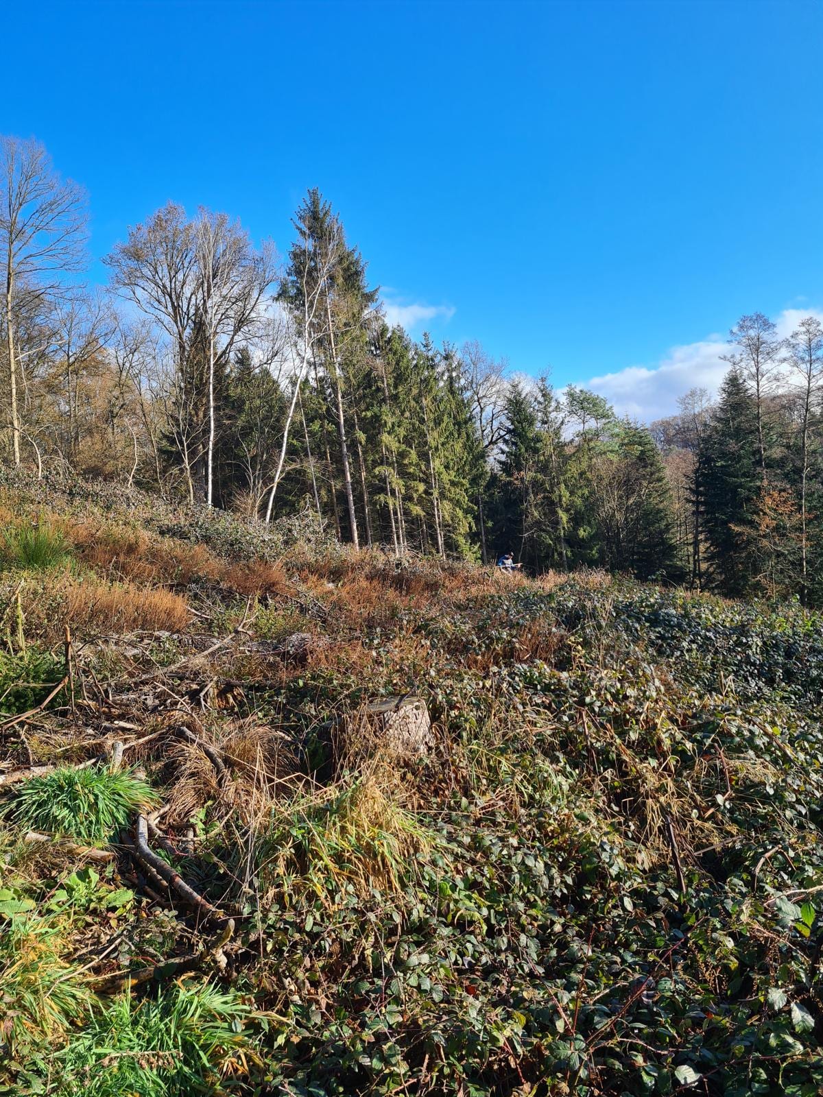 Geräumte Waldfläche mit Baumstumpf und liegendem Astmaterial, dahinter der verbliebene Waldrand